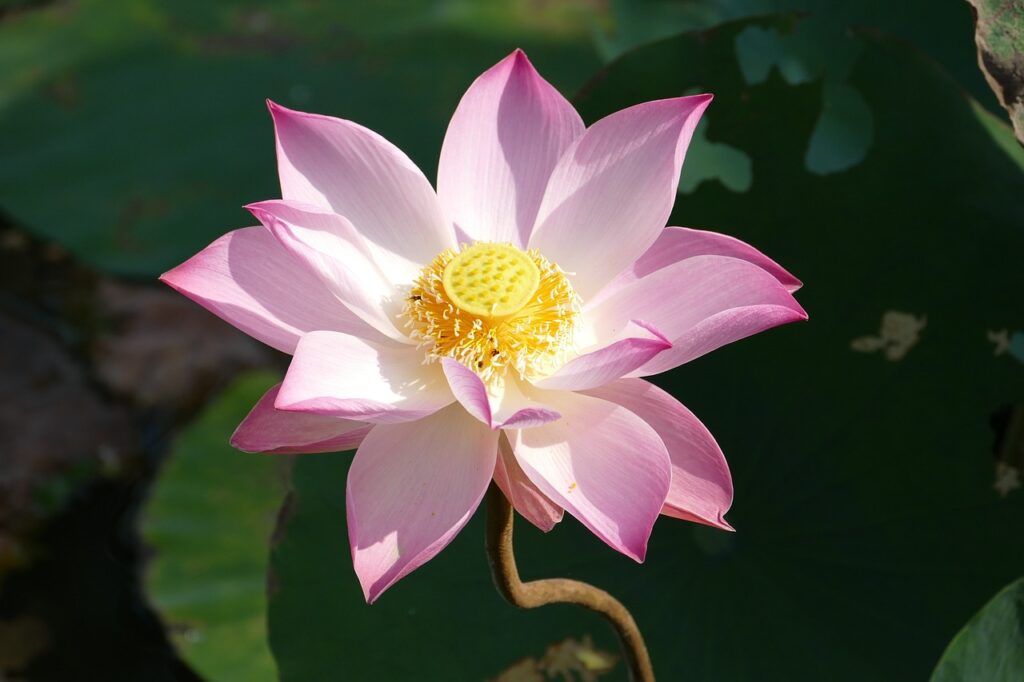 lotus, vietnam, asia-1276369.jpg